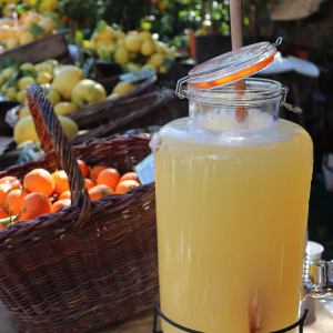 Provence Citrus Estate Guided Tour Experience