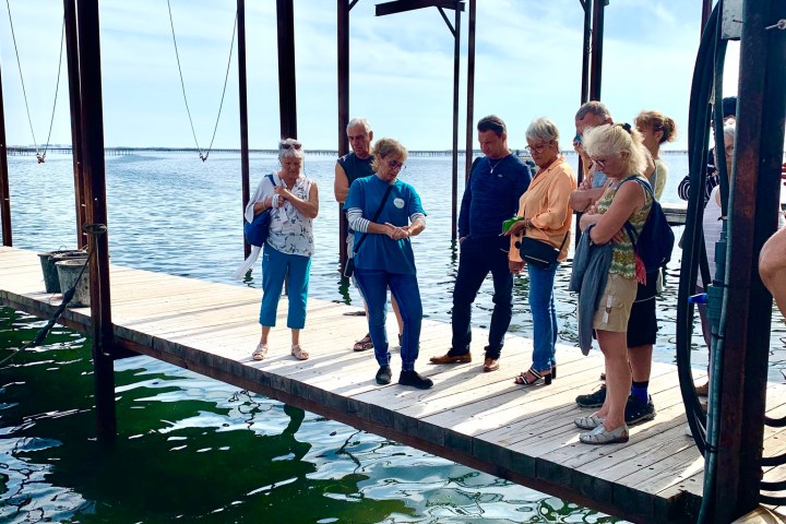 Montpellier Oysters Experience