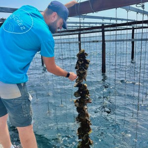 Montpellier Oysters Experience