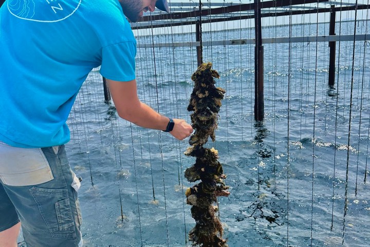 Montpellier Oysters Experience