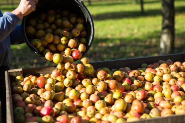 Blend Your Cider Experience