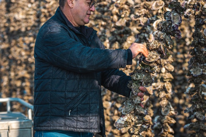 Montpellier Oysters Experience