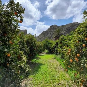 Murcia Citrus Tour Experience