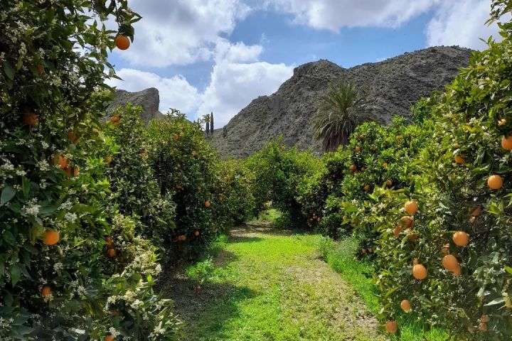 Murcia Citrus Tour Experience
