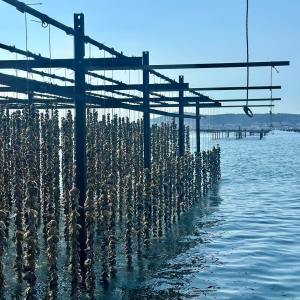 Montpellier Oysters Experience