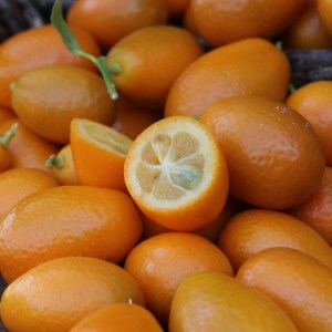 Provence Citrus Estate Guided Tour Experience