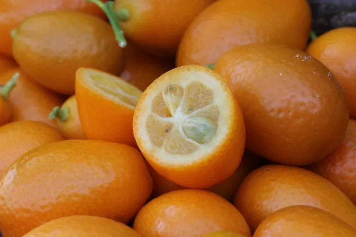 Provence Citrus Estate Guided Tour Experience