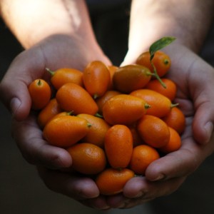 Provence Citrus Estate Guided Tour Experience