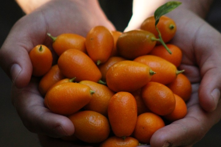 Provence Citrus Estate Guided Tour Experience