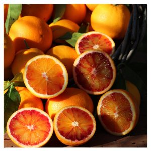 Provence Citrus Estate Guided Tour Experience