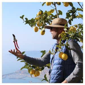 Provence Citrus Estate Guided Tour Experience