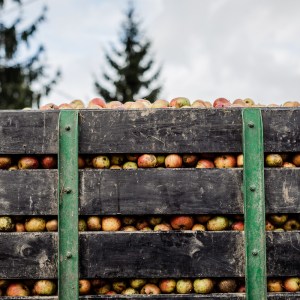 Asturias Cider Origins Experience