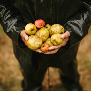 Asturias Cider Origins Experience