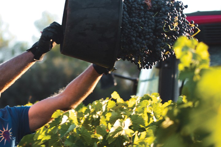 Provence Wine & Cheese Experience