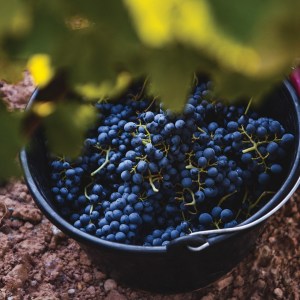 Provence Wine & Cheese Experience