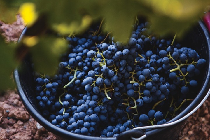 Provence Wine & Cheese Experience