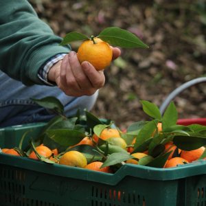 Provence Citrus Estate Guided Tour Experience