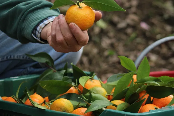 Provence Citrus Estate Guided Tour Experience