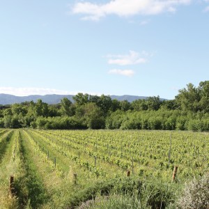 Provence Wine & Cheese Experience