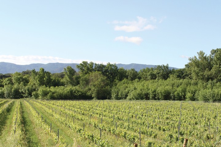 Provence Wine & Cheese Experience