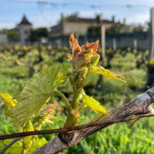 Bordeaux Wine Tasting & Platters Experience