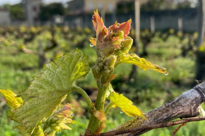 Bordeaux Wine Tasting & Platters Experience