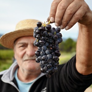 Provence Wine Knowledge Tour Experience