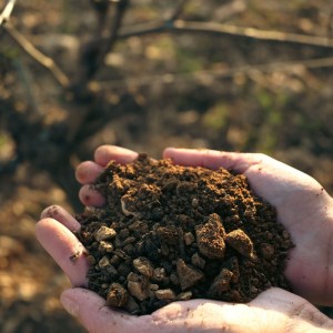 Provence Wine Knowledge Tour Experience