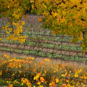 Provence Wine Knowledge Tour Experience