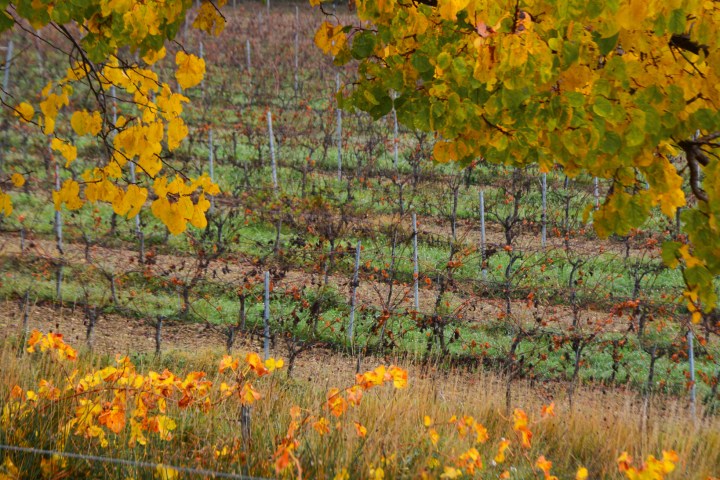 Provence Wine Knowledge Tour Experience