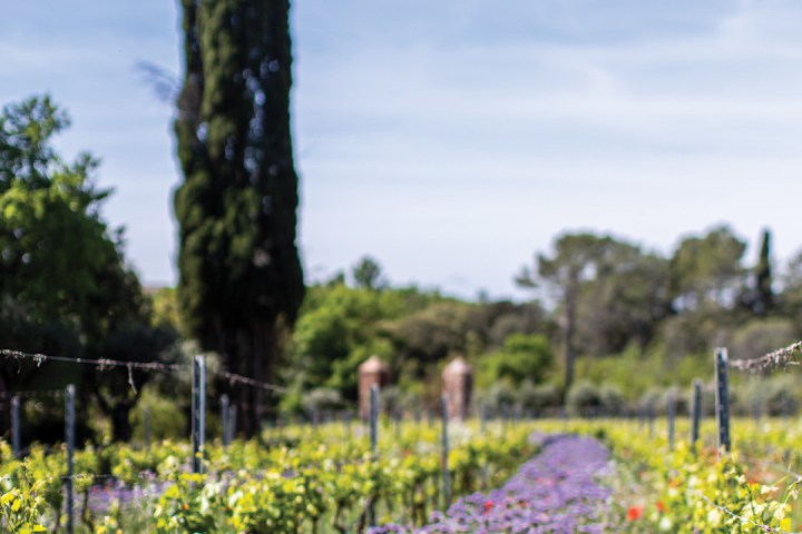 Provence Wine & Cheese Experience