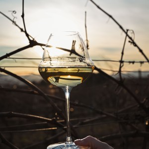 Provence Wine Knowledge Tour Experience