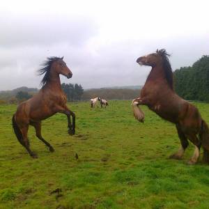 Brittany Guided Farm Tour Experience