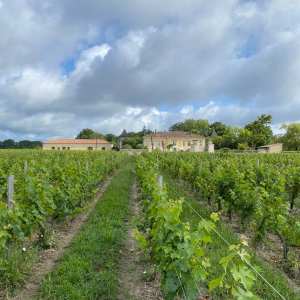 Bordeaux Wine Tasting & Platters Experience