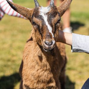 Provence Wine & Cheese Experience