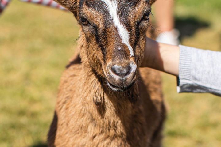 Provence Wine & Cheese Experience