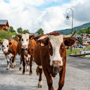 Alps Farm Guided Tour & Cheese Tasting Experience