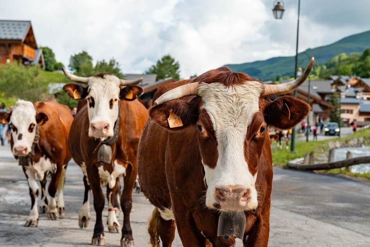 Alps Farm Guided Tour & Cheese Tasting Experience