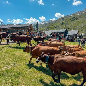 Alps Farm Guided Tour & Cheese Tasting Experience