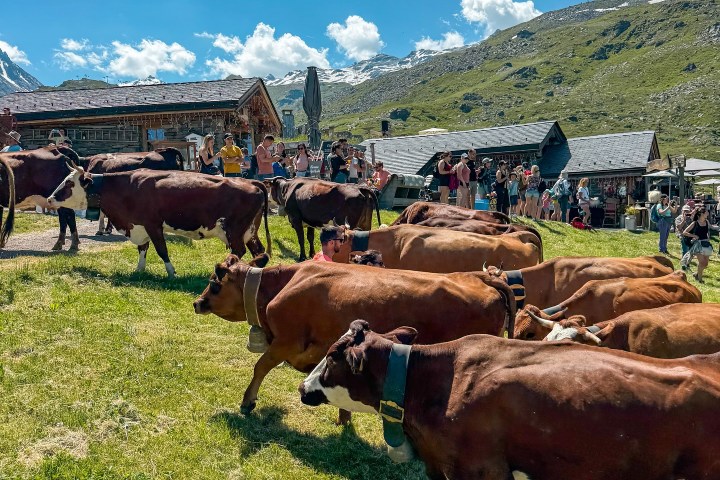 Alps Farm Guided Tour & Cheese Tasting Experience