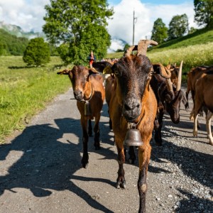 Alps Farm Guided Tour & Cheese Tasting Experience