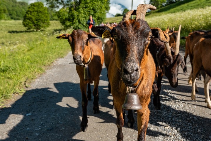 Alps Farm Guided Tour & Cheese Tasting Experience