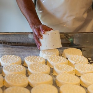 Alps Farm Guided Tour & Cheese Tasting Experience