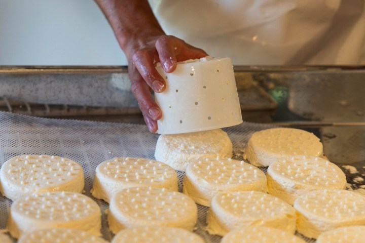 Alps Farm Guided Tour & Cheese Tasting Experience