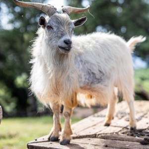 Provence Wine & Cheese Experience