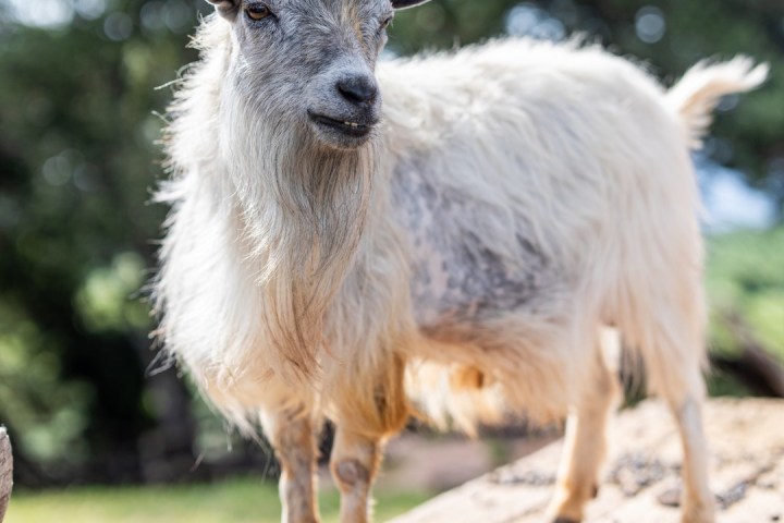 Provence Wine & Cheese Experience