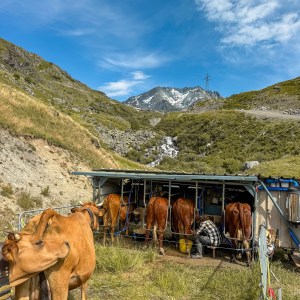 Alps Farm Guided Tour & Cheese Tasting Experience