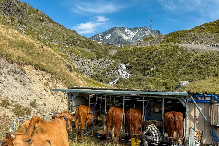 Alps Farm Guided Tour & Cheese Tasting Experience