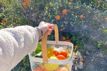 Murcia Citrus Tour Experience