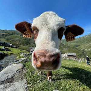 Alps Farm Guided Tour & Cheese Tasting Experience